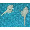 Two (2) Murex Ternispina Sea Shell 2 to 4", Beach Decor Tropical Ocean view 4