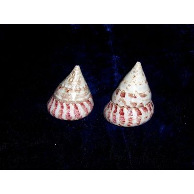 Two (2) Polished Red Trochus Sea Shells Nautical Beach Decor Tropical