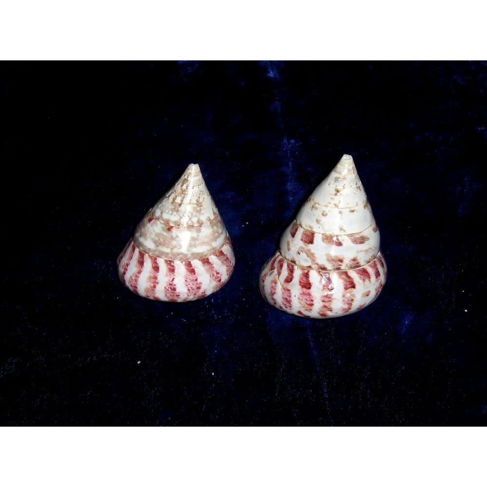 Two (2) Polished Red Trochus Sea Shells Nautical Beach Decor Tropical