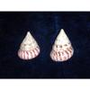 Two (2) Polished Red Trochus Sea Shells Nautical Beach Decor Tropical view 3