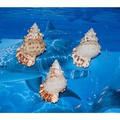 Three (3) 2 to 3" Pacific Lampas, Frog Sea Shell Beach Decor Nautical Tropical