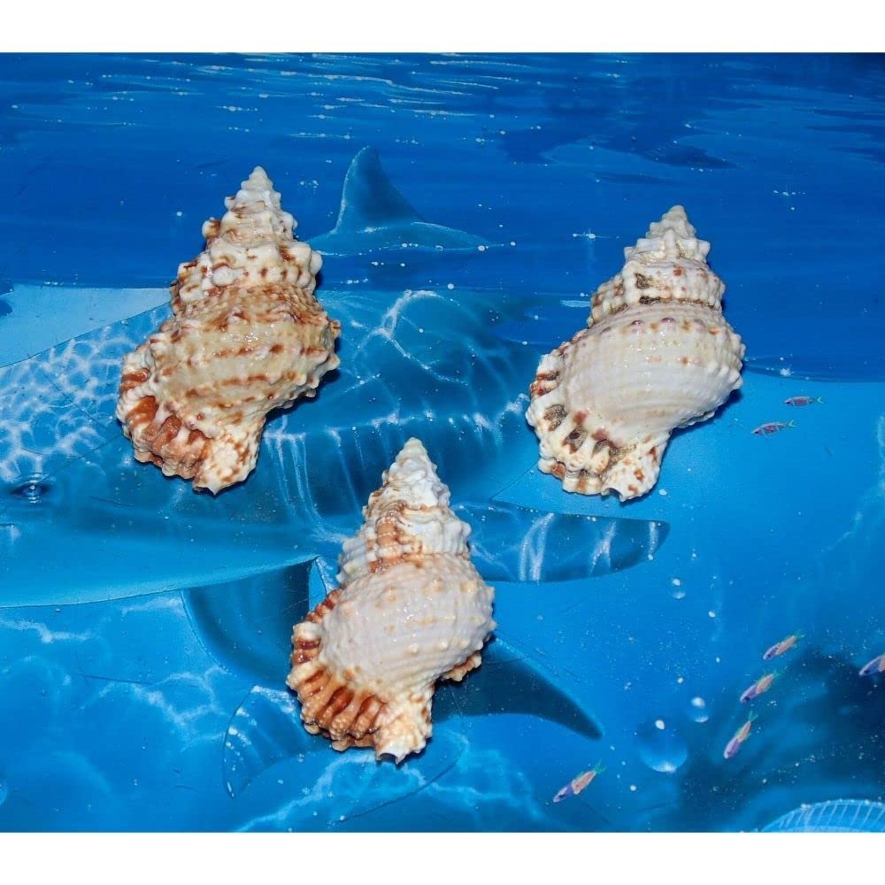 Three (3) 2 to 3" Pacific Lampas, Frog Sea Shell Beach Decor Nautical Tropical