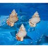 Three (3) 2 to 3" Pacific Lampas, Frog Sea Shell Beach Decor Nautical Tropical view 1