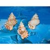 Three (3) 2 to 3" Pacific Lampas, Frog Sea Shell Beach Decor Nautical Tropical view 2