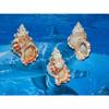Three (3) 2 to 3" Pacific Lampas, Frog Sea Shell Beach Decor Nautical Tropical view 3