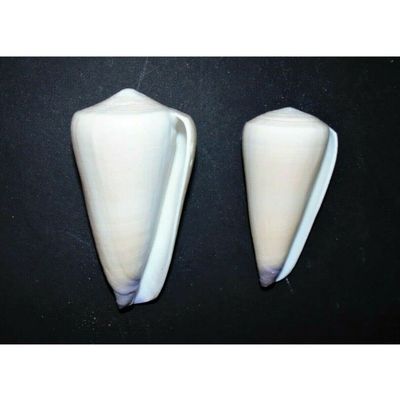 Two (2) Conus Virgo Purple Tipped Cone Sea Shells 3" to 4" Beach Decor Craft
