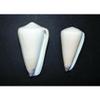 Two (2) Conus Virgo Purple Tipped Cone Sea Shells 3" to 4" Beach Decor Craft view 1
