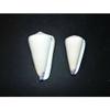 Two (2) Conus Virgo Purple Tipped Cone Sea Shells 3" to 4" Beach Decor Craft view 3