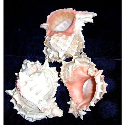 4"+ Pink Murex Sea Shell Nautical Beach Decor Nautical Tropical Reef