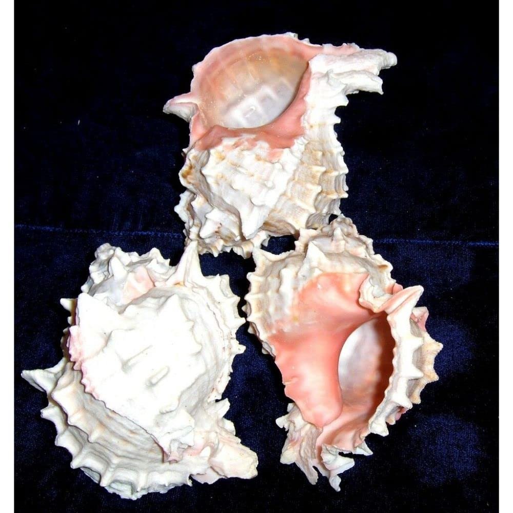 4"+ Pink Murex Sea Shell Nautical Beach Decor Nautical Tropical Reef