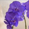 YSZL Large Artificial Potted Orchid Plant, Silk Flower Arrangement with Ceramics Vase, Purple view 2