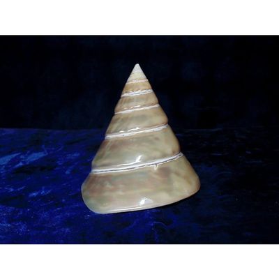 2-1/2 to 3" Pearl Trochus Niloticus Sea Shells Nautical Beach Decor Tropical