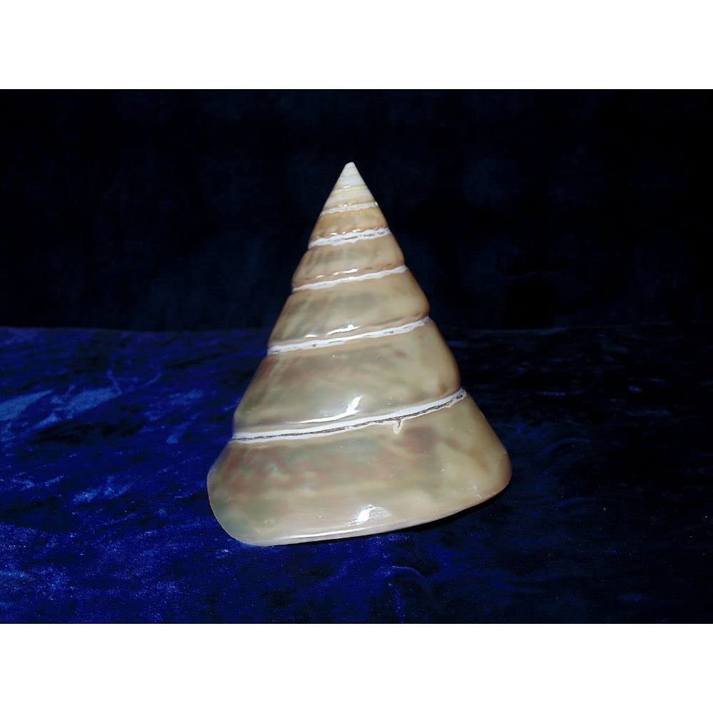 2-1/2 to 3" Pearl Trochus Niloticus Sea Shells Nautical Beach Decor Tropical