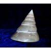 2-1/2 to 3" Pearl Trochus Niloticus Sea Shells Nautical Beach Decor Tropical view 2