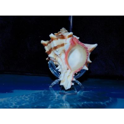 2" to 3" Murex Brassica Sea Shell, Beach Decor Nautical Tropical Reef