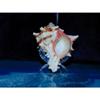 2" to 3" Murex Brassica Sea Shell, Beach Decor Nautical Tropical Reef view 1