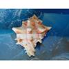 2" to 3" Murex Brassica Sea Shell, Beach Decor Nautical Tropical Reef view 2