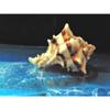 2" to 3" Murex Brassica Sea Shell, Beach Decor Nautical Tropical Reef view 3