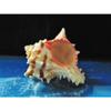 2" to 3" Murex Brassica Sea Shell, Beach Decor Nautical Tropical Reef view 4