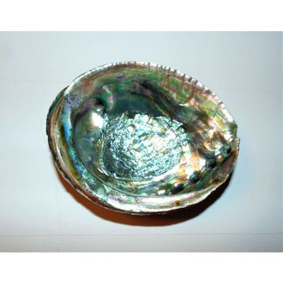 Green Abalone Haliotis Fulgens 6 to 7" Sea Shell Beach Decor Craft Reef