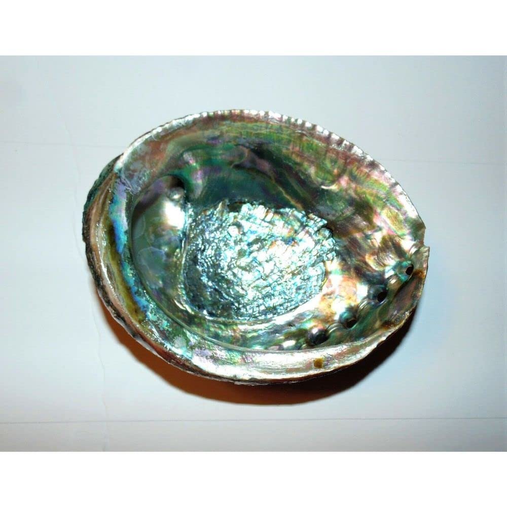 Green Abalone Haliotis Fulgens 6 to 7" Sea Shell Beach Decor Craft Reef