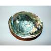 Green Abalone Haliotis Fulgens 6 to 7" Sea Shell Beach Decor Craft Reef view 1