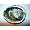 Green Abalone Haliotis Fulgens 6 to 7" Sea Shell Beach Decor Craft Reef view 2