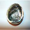 Green Abalone Haliotis Fulgens 6 to 7" Sea Shell Beach Decor Craft Reef view 3