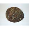 Green Abalone Haliotis Fulgens 6 to 7" Sea Shell Beach Decor Craft Reef view 4