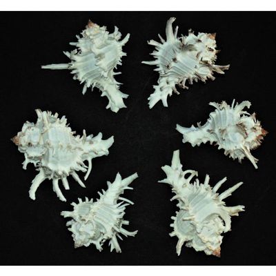One (1) Murex Indivia Sea Shell, Beach Decor Tropical Nautical Ocean