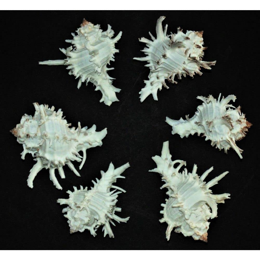 One (1) Murex Indivia Sea Shell, Beach Decor Tropical Nautical Ocean