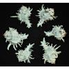 One (1) Murex Indivia Sea Shell, Beach Decor Tropical Nautical Ocean view 1