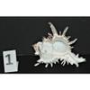 One (1) Murex Indivia Sea Shell, Beach Decor Tropical Nautical Ocean view 2