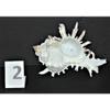 One (1) Murex Indivia Sea Shell, Beach Decor Tropical Nautical Ocean view 3