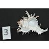 One (1) Murex Indivia Sea Shell, Beach Decor Tropical Nautical Ocean view 4