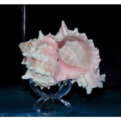 4"+ Pink Murex Sea Shell Nautical Beach Decor Nautical Tropical Reef, Damaged