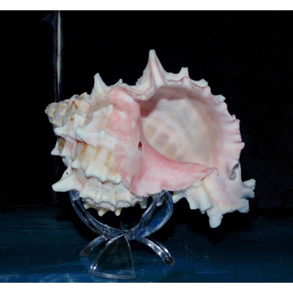 4"+ Pink Murex Sea Shell Nautical Beach Decor Nautical Tropical Reef, Damaged