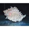 4"+ Pink Murex Sea Shell Nautical Beach Decor Nautical Tropical Reef, Damaged view 2
