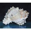 4"+ Pink Murex Sea Shell Nautical Beach Decor Nautical Tropical Reef, Damaged view 3