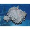 4"+ Pink Murex Sea Shell Nautical Beach Decor Nautical Tropical Reef, Damaged view 4