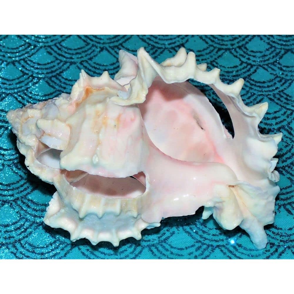 One (1) 3 to 4" Cut Pink Murex Sea Shell