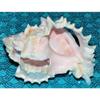 One (1) 3 to 4" Cut Pink Murex Sea Shell view 1