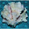 One (1) 3 to 4" Cut Pink Murex Sea Shell view 2
