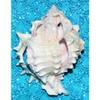 One (1) 3 to 4" Cut Pink Murex Sea Shell view 3