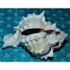 One (1) 3 to 4" Cut Pink Murex Sea Shell view 4