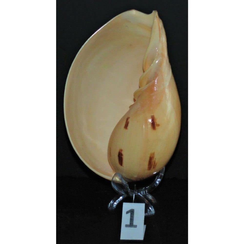 5" to 6" Melo Melo, Sea Shell, Decor Tropical Craft