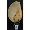 5" to 6" Melo Melo, Sea Shell, Decor Tropical Craft view 1