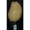 5" to 6" Melo Melo, Sea Shell, Decor Tropical Craft view 2