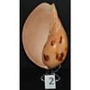 5" to 6" Melo Melo, Sea Shell, Decor Tropical Craft view 3