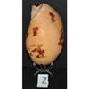 5" to 6" Melo Melo, Sea Shell, Decor Tropical Craft view 4